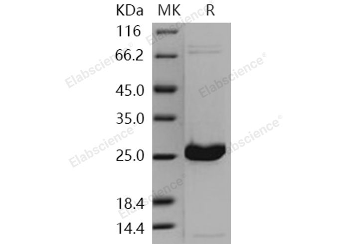 Валидация Elabscience PKSH031037(1841)