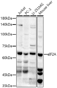 Валидация Elabscience E-AB-91470