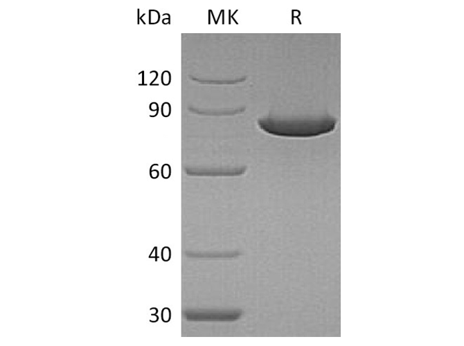 Валидация Elabscience PKSH033684(3965)