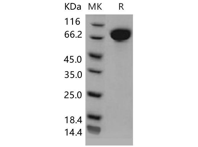 Валидация Elabscience PKSM040632(4617)