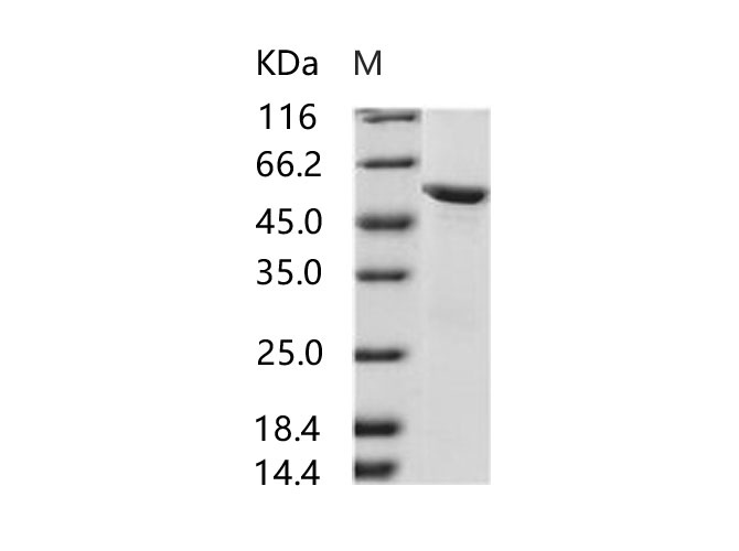 Валидация Elabscience PKSV030197(5974)
