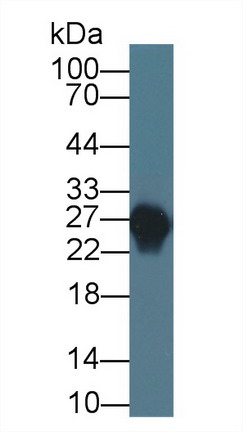 10527