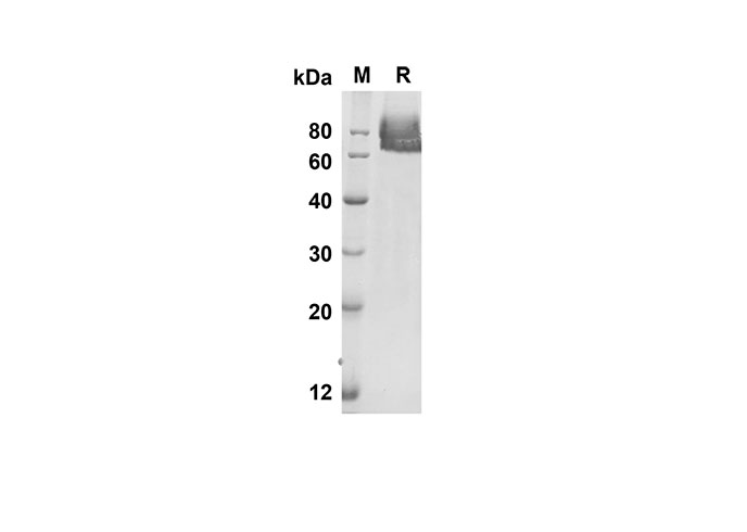 Валидация Elabscience PDMM100051(1028)