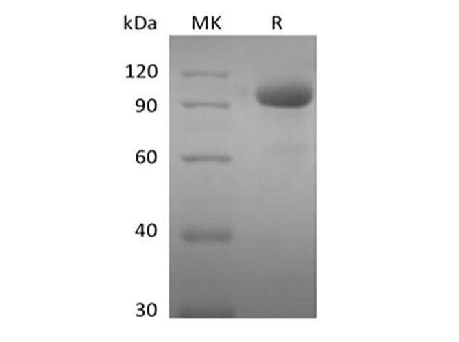 Валидация Elabscience PKSH034010(4241)