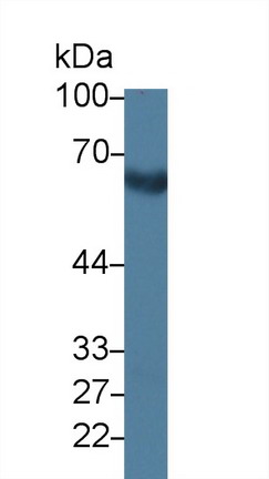 9600