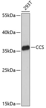 Валидация Elabscience E-AB-65541