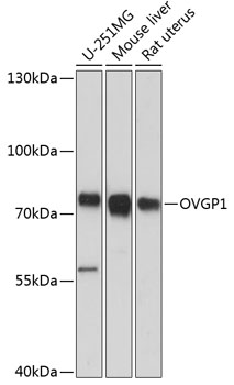 Валидация Elabscience E-AB-64425