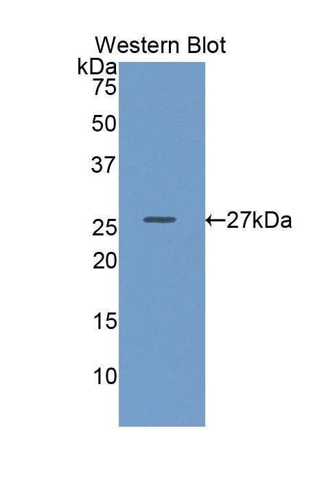 59097