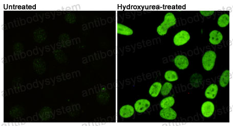 Валидация IF - AntibodySystem RHD15013 (550)