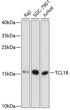 Валидация Elabscience E-AB-64339