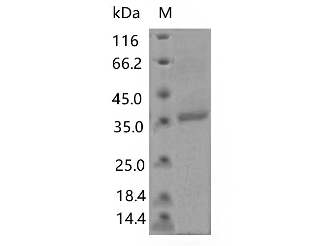 Валидация Elabscience PKSV030458(6180)