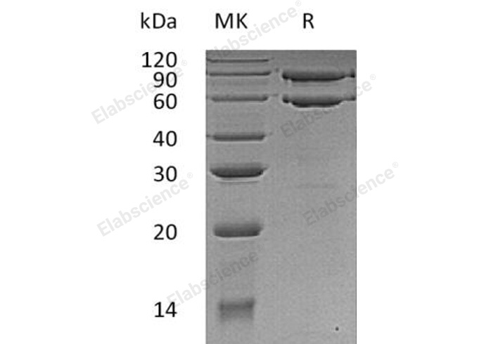 Валидация Elabscience PKSH032267(2769)