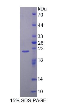 53726