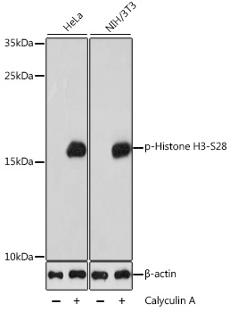 AP0839, вестерн-блоттинг, лизаты клеток HeLa и NIH/3T3 (27862)
