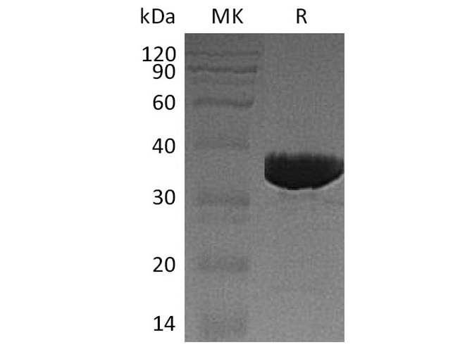 Валидация Elabscience PKSH032469(2939)