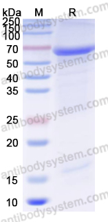 Валидация AntibodySystem YVV35801