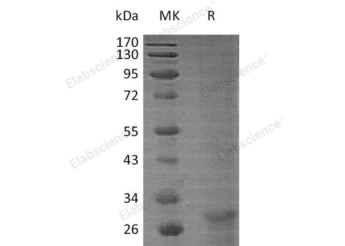 Валидация Elabscience PKSH032677(3111)