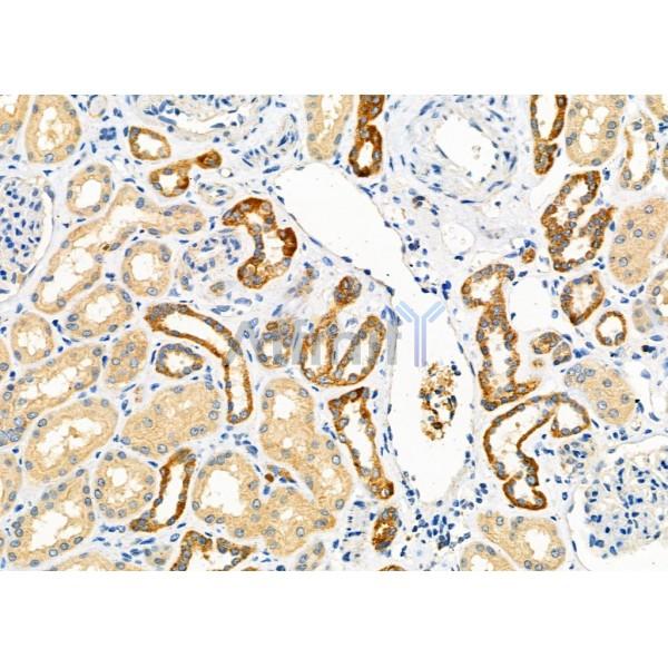 Валидация Affinity AF9209 - 5043
