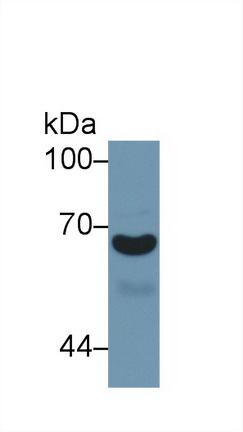 10266