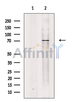 Валидация Affinity AF6608 - 3907