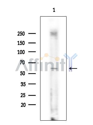 Валидация Affinity DF15338 - 11636