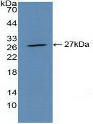 51135