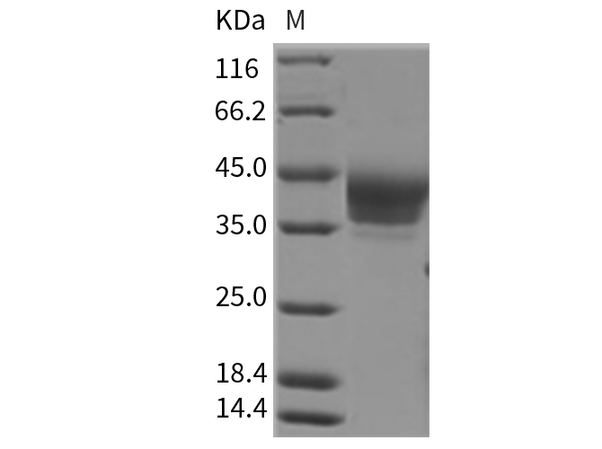 Валидация Elabscience PKSR030135(5502)