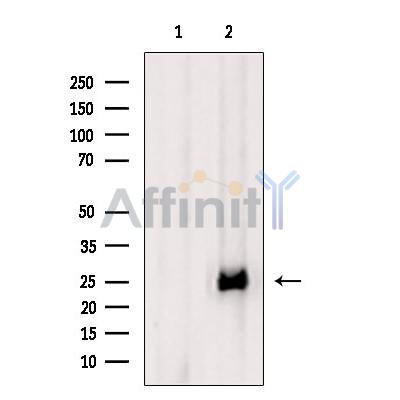 Валидация Affinity DF6793 - 18363