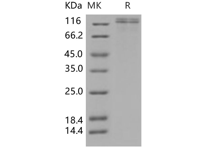 Валидация Elabscience PKSH031275(2019)