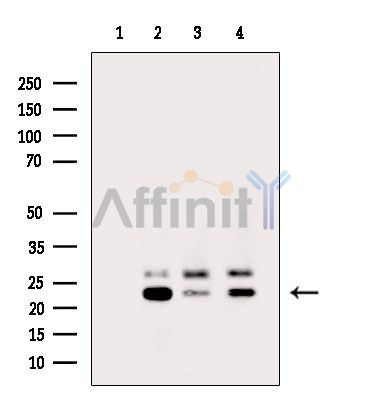 Валидация Affinity DF15248 - 11523