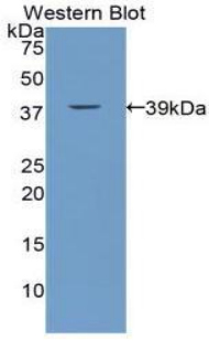 39391