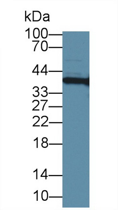12852