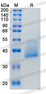 Валидация AntibodySystem AHJ18301