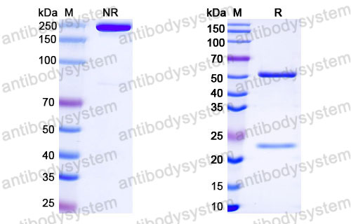Валидация SDS-PAGE - AntibodySystem FMD76420