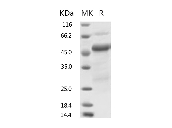 Валидация Elabscience PKSR030512(5822)