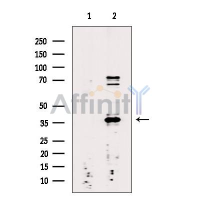 Валидация Affinity DF9571 - 22250