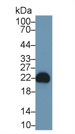 13363