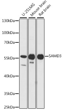 Валидация Elabscience E-AB-91459