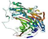 Diamine Oxidase (DAO)