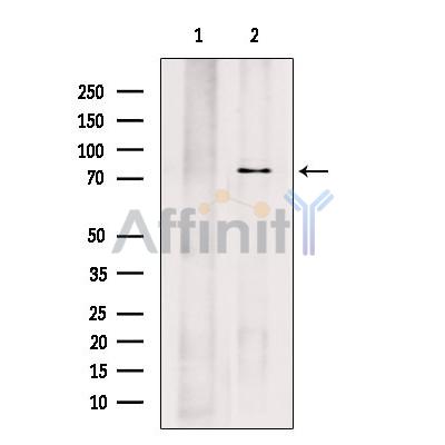 Валидация Affinity DF7364 - 19082