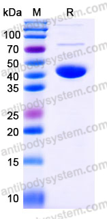 EHE26901, SDS-PAGE