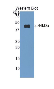 41296