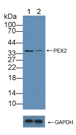 12103