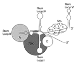 Anti-Smith Antibody (Anti-Sm)