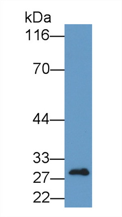 22856