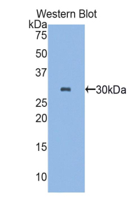 50502
