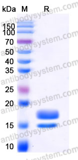EHD66401, SDS-PAGE