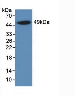 61067