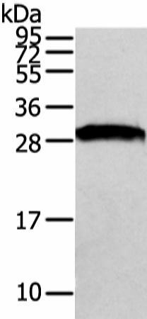 Валидация Elabscience E-AB-17247