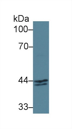14932